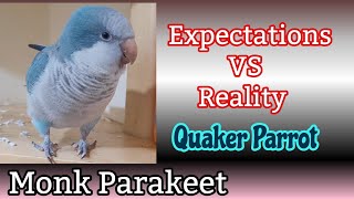 Quaker Parrot Talking  Expectations Vs Reality  Speaking Monk Parakeet [upl. by Araet644]