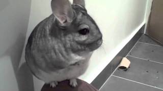 Kimchi the Chinchilla playing [upl. by Alves119]