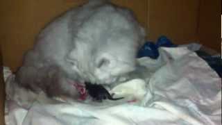 chinchilla cat give birth part 2  زایمان گربه [upl. by Elagibba]