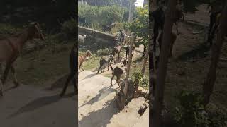 Bakri Ki awaaz 🌿🌿🌿🌿🌿🌿🌿 [upl. by Photina]