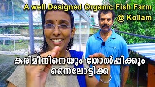 A well designed Organic fish farm at Kollam പാടിയിൽ ഫിഷ് ഫാം [upl. by Ennylyak997]