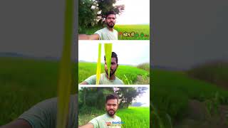 खेत में 🌲🌲🌲🌲🌲 subscribe newpost viralvideo shere like comment shorts vlog [upl. by Amees]