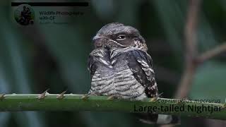 Large tailed Nightjar [upl. by Skerl]