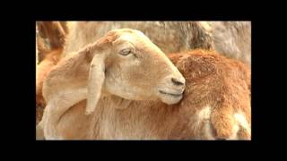 Sheep and Goat Farming Gorrelu Makalu Pempakam Part 3  editor by venkateswarao [upl. by Nessah]