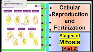 Science 7 Cellular Reproduction Stages of Mitosis Part 22 [upl. by Ruella371]