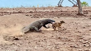 Did you know how Komodo dragons attack their prey that passes in front of them [upl. by Efthim]