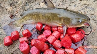 Fishing with Homemade Catfish Bait  catching bullheads from shore [upl. by Jariv903]