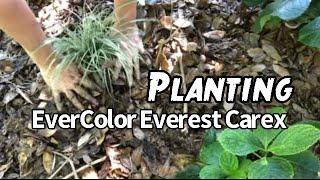 Dividing and Planting Everest SedgeCarex ll 🌸Emerald Coast Gardening🌊 [upl. by Urania]