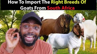 Goat Farming In Africa How To Import Boer Savanna and Kalahari Goats From South Africa [upl. by Hpeseoj56]