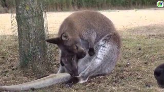 Maman kangourou fait la toilette à son bébé [upl. by Nekal800]