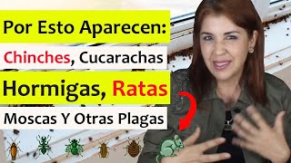 ENERGÍA y EMOCIONES detrás de PLAGAS en la CASA moscas cucarachas ratas hormigas chinches aves [upl. by Aicatsan]