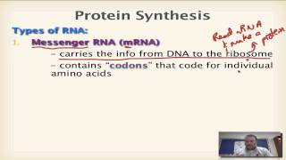 Chapter 13 Part 1  Types of RNA [upl. by Amatruda]