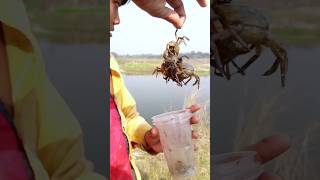 Crab recipe recipe crabs cooking smallcrabs khekra chatpate [upl. by Ahsinit]