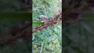 Honney bee facts and collecting pollen grains from grass at shivepuri Meeru [upl. by Lauber]