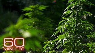 Californias marijuana fields Weed in Colorado A new direction on drugs  60 Minutes Full Episodes [upl. by Oznohpla]