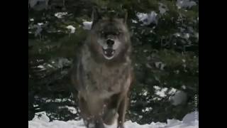 14 wolves were released into Yellowstone and what happens next is astonishing [upl. by Idnat]