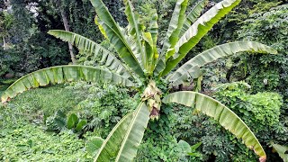 Ensete glaucum  i fell for the Snow Banana Scam [upl. by Auqinu]