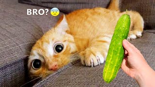 Funniest Animals 2023 😂😂 Best Cats and Dogs Videos 🐶😸 Part 11 [upl. by Lerred]