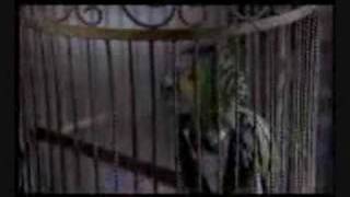 scary movie 2 the best of the parrot [upl. by Annerb]