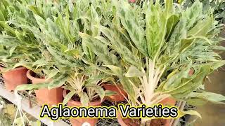 Aglaonema Varieties [upl. by Adianes]