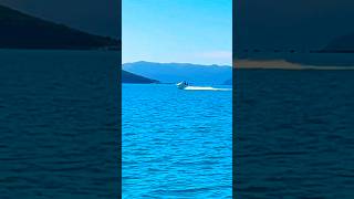 Hurry Up YOU’re LaTe 😂 lovewhitsundays greatbarrierreef whitsundays snorkeling [upl. by Crellen]