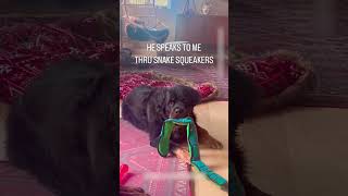 Rottweiler Responds to Owner in Squeaks  1515655 [upl. by Gnemgnok]