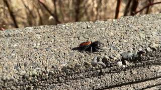 Phidippus johnsoni  Johnsons Redbacked Jumping spider [upl. by Matheny]