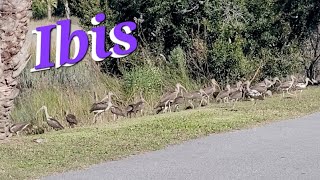 Out For a Walk ibis birding birdwatching wildlife nature marshview marsh naturelovers birds [upl. by Nylodam]