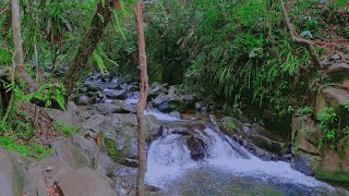 Beautiful Birds Singing in the Mountains Gentle Water Stream Sounds Soothing Forest Sounds [upl. by Ellednahs]