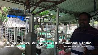 Selecting Goat Breeds for Stall Fed methods  English version  Vijay Farms [upl. by Ellehs]