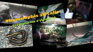 THAMNOPHIS SIRTALIS PRÉSENTATION DESPÈCE 6 [upl. by Natalina]