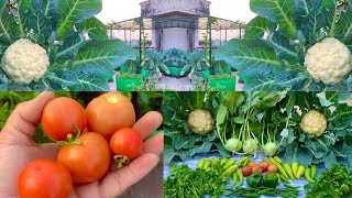 Harvesting Organic Winter Veggies From My Rooftop Garden Harvesting Organic Vegetables [upl. by Nelad]