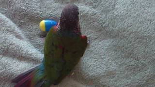 Funny Crimson Bellied Conure Playing [upl. by Vudimir]