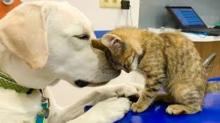 Dogs Friendship With Their Kitten Is The Purest Thing Ever  CATS AND DOGS Awesome Friendship [upl. by Ehcram805]