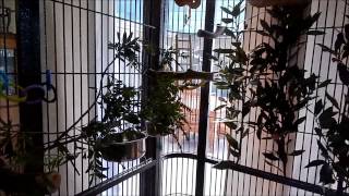 Our Conures new indoor aviary [upl. by Nowd]