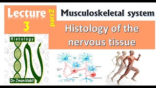 3b Histology of nervous tissue part2Peripheral nervesneurogliaDegeneration and regeneration [upl. by Ramyar]