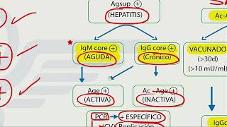 Hepatitis  Mapa mental  Dr Jaime Torres [upl. by Rebmik111]