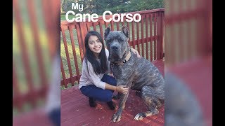 Dante  Living with a Cane Corso [upl. by Orban]