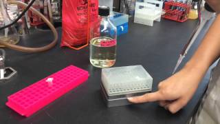 How to use a Micropipette [upl. by Ynad527]