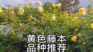 春天了，想要种月季的话。黄色藤本月季推荐：个人喜好是最爱欢笑格鲁吉亚，其次是印象派，再次是玛格丽特王妃。当然倾慕，黄金庆典，安德烈，夏洛特夫人，天路也不错。 [upl. by Adnawaj]