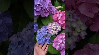 Comment avoir des hortensias gratuits  🌼 hortensia fleurs plants jardin permaculture [upl. by Laughlin417]