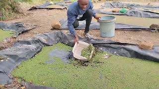 Rebuilding old azolla ponds agriculture farming [upl. by Ellinger]