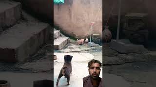 Puppy in trouble dog funny puppy cute doglover youtubeshorts [upl. by Gianni]