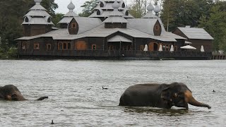 Bain des Elephants  Olifanten bad  Elephants bathing  Pairi Daiza 2018 [upl. by Grindlay]