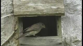 Spotted flycatcher [upl. by Kimitri]