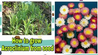 How to grow winter flower Acroclinium from seed 100 germination rate [upl. by Midian541]