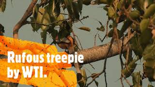 Rufous treepie Bird of India  Tigers Dentist [upl. by Antonio]