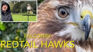 Species spotlight REDTAIL HAWKS [upl. by Alien]