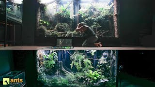 I Connected My Two Giant Rainforest Vivariums Together [upl. by Aitsirhc418]