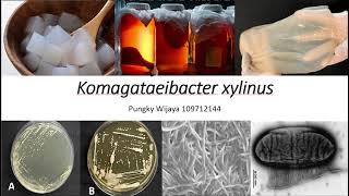 Introduction to Komagataeibacter xylinus [upl. by Roots]